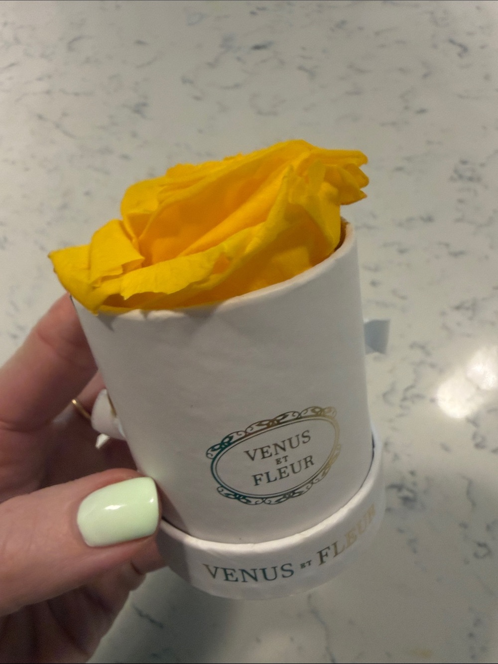 Venus Et Fleur Yellow Rose in White Box